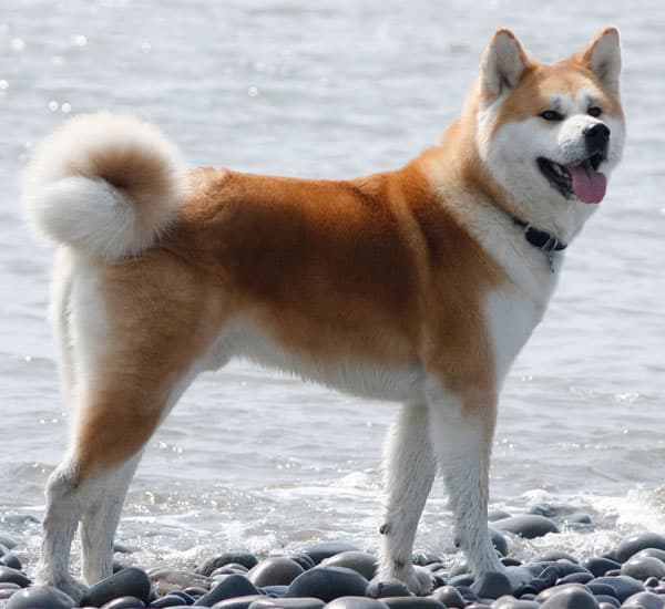 Akita Japonés
